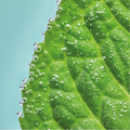 Menthol Plus (Menthol) Nicotine Salt 50mg | RELX New Zealand.